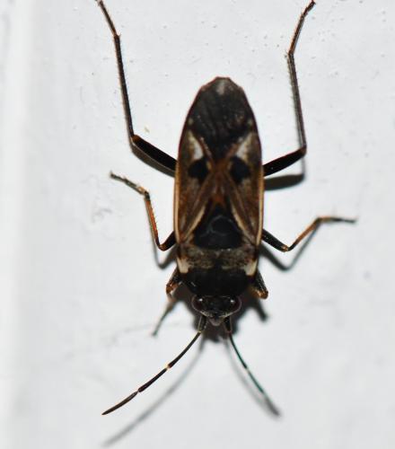 Réf. 245 873 : Rhyparochromus vulgaris